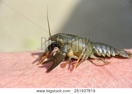 The Little Crayfish ( Astacus Astacus ) On Hand