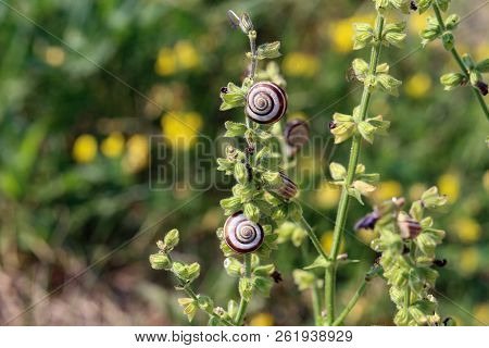 Snails Are Hiding From The Heat In The Foliage Of Plants