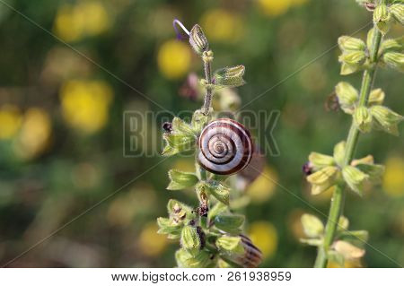 Snails Are Hiding From The Heat In The Foliage Of Plants