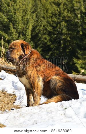 Big Red Dog With Fluffy Tail In The Winter Forest