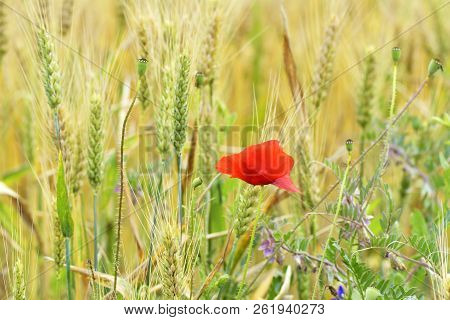 Red Poppy (common Names: Corn Poppy, Corn Rose, Field Poppy, Flanders Poppy, Red Poppy, Red Weed, Co