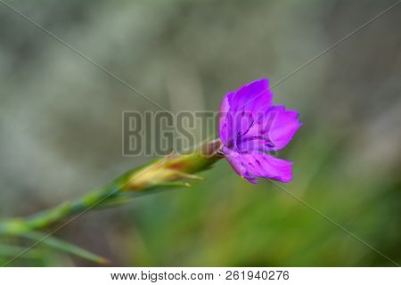 Pink Carnation (dianthus Carthusianorum) Flowers. Close Up