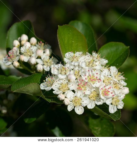Black Chokeberry (aronia Melanocarpa), Bloom Of The Superfruit