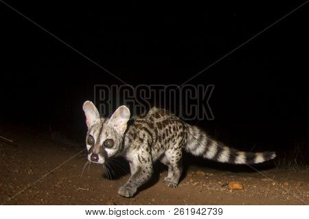 Small-spotted Genet cat