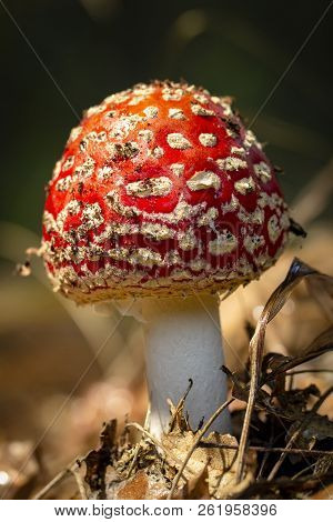Amanita Muscaria Fly Agaric Red Mushrooms With White Spots In Grass