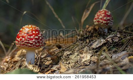 Amanita Muscaria Fly Agaric Red Mushrooms With White Spots In Grass