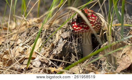 Amanita Muscaria Fly Agaric Red Mushrooms With White Spots In Grass
