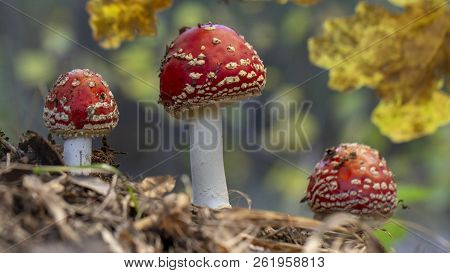 Amanita Muscaria Fly Agaric Red Mushrooms With White Spots In Grass