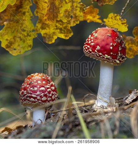 Amanita Muscaria Fly Agaric Red Mushrooms With White Spots In Grass
