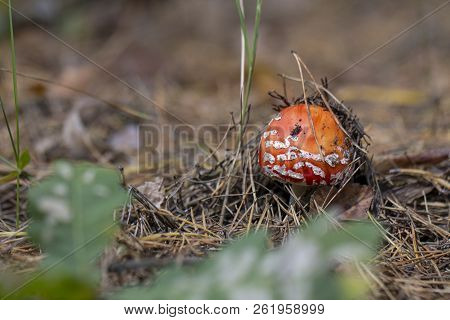Amanita Muscaria Fly Agaric Red Mushrooms With White Spots In Grass