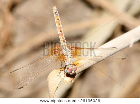 Dragonfly v klidu na závodě v Kataru, Arábie.