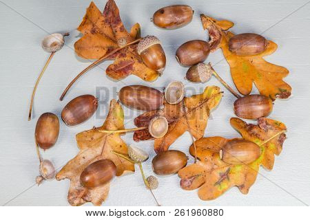 Acorns, Dead Leaves And Cupules After Harvesting In A Forest During Autumn