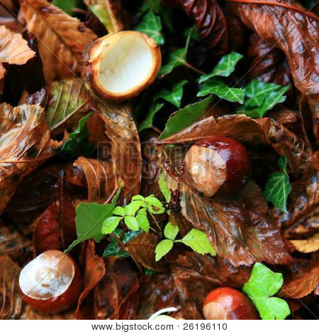 Conkers (hestekastanjer) blandt de faldne blade på en våd efterårsdag i England.