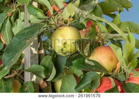 Disease Of Leaves And Vines Of Apples Close-up Of Damage To Rot And Parasites. The Concept Of Protec