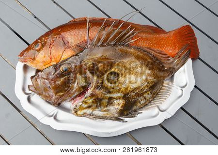 Orange Ballan Wrasse And Brown St Pierre On A Pewter Dish After Fishing In Brittany