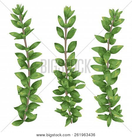 Set Of Silhouettes Of A Branches Boxwood (buxus) Isolated On White Background. Vector Illustration