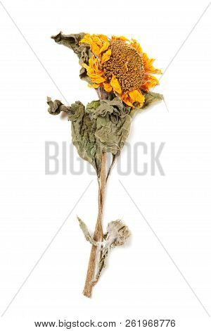 Herbarium Sunflower With Dry Pressed Plants On White