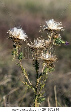 The Acanthoides Carduus L. - Roadside Thistle Seeds Mature.