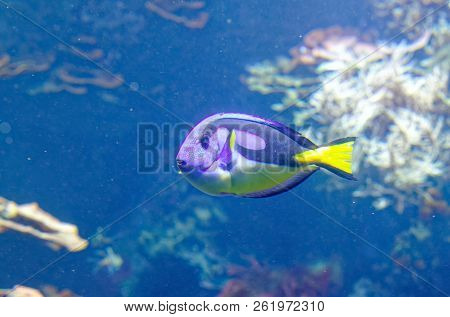 Tropical Fish Dorie In A Marine Aquarium In Blue Optics Paracanthurus Hepatus