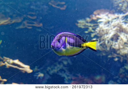Tropical Fish Dorie In A Marine Aquarium In Blue Optics Paracanthurus Hepatus
