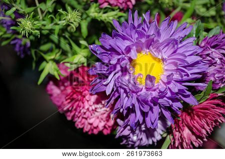Mulltilobe Chrysanthemums Blooming In The Fall In A Park.