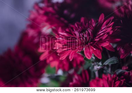 Mulltilobe Chrysanthemums Blooming In The Fall In A Park.