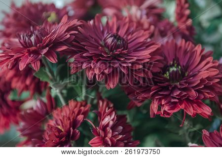 Mulltilobe Chrysanthemums Blooming In The Fall In A Park.