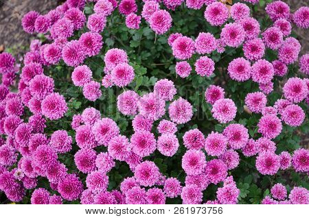 Mulltilobe Pink Chrysanthemums Blooming In The Fall In A Park.