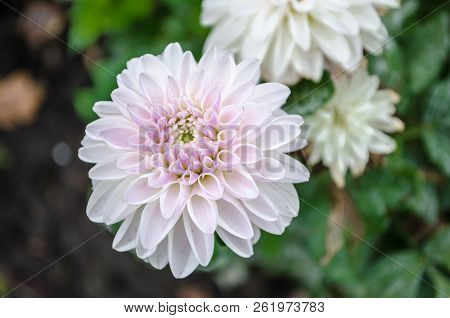 Mulltilobe White Gerbera Blooming In The Fall In A Park.