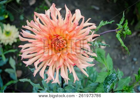 Mulltilobe Oranje Gerbera Blooming In The Fall In A Park.