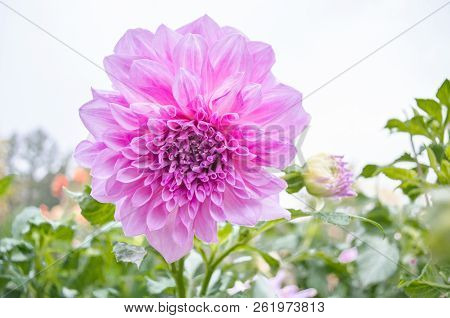 Mulltilobe Pink Gerbera Blooming In The Fall In A Park.
