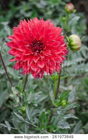 Mulltilobe Red Gerbera Blooming In The Fall In A Park.