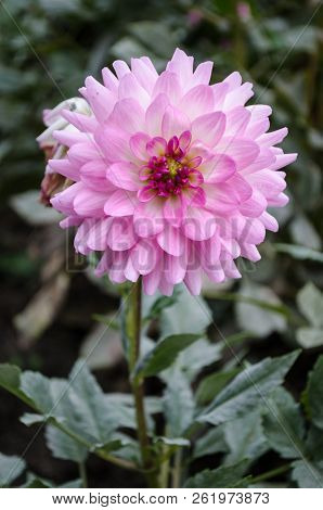 Mulltilobe Pink Gerbera Blooming In The Fall In A Park.