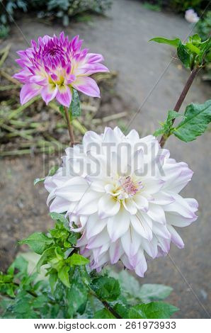 Mulltilobe White Gerbera Blooming In The Fall In A Park.