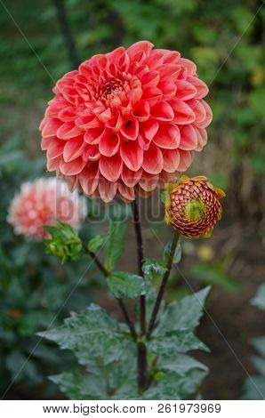 Mulltilobe Red Gerbera Blooming In The Fall In A Park.