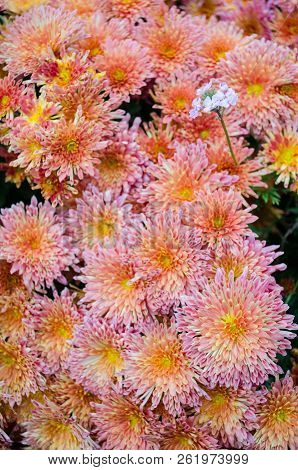 Mulltilobe Oranje Chrysanthemums Blooming In The Fall In A Park.