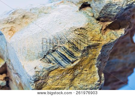 The Fossil Of An Ancient Sea Found In The Floodplain Of Sponichi. Iskitim District, Novosibirsk Regi