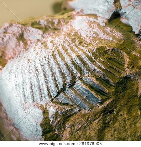 The Fossil Of An Ancient Sea Found In The Floodplain Of Sponichi. Iskitim District, Novosibirsk Regi
