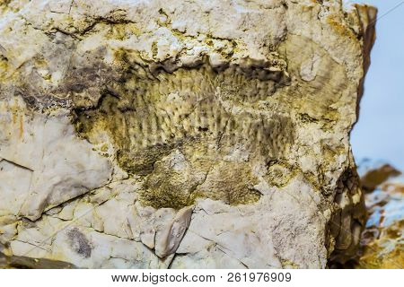 The Fossil Of An Ancient Sea Found In The Floodplain Of Sponichi. Iskitim District, Novosibirsk Regi