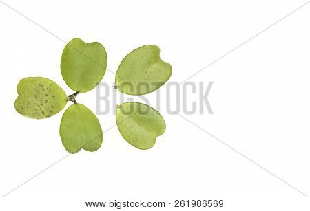 Hoya Leaf Leaves Resemble Hearts. The Plant Is A Vine Climbing A Tree  On White Background