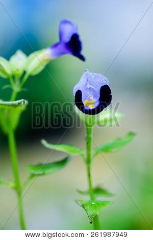 Beautiful Violet Scrophulariaceae Flowers In The Garden
