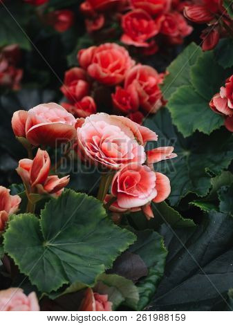 Numerous Bright Flowers Of Tuberous Begonias (begonia Tuberhybrida) In Garden