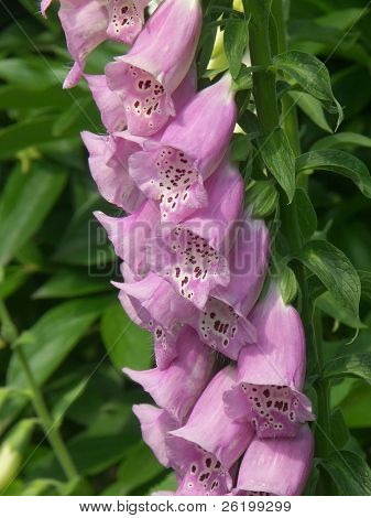Fox-glove