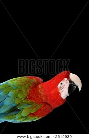 Greenwing Macaw