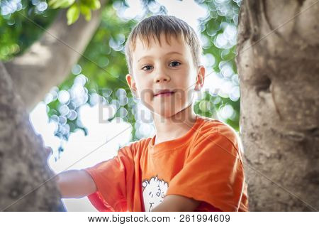 Cute Caucasian Blue Eye Child In An Orange T-shirt Climbing The Tree In A Park Or Forest. Blurred Ba