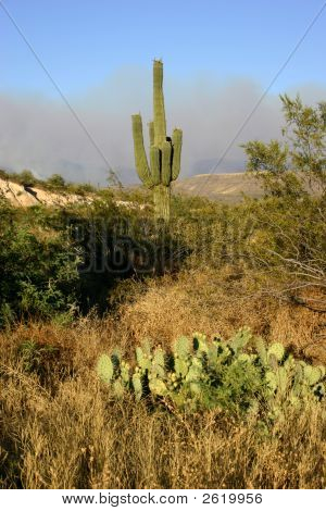 Arizona orman yangını