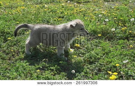 Beautiful Amusing Puppies Of Saarloos Wolfhound On Green Lawn In The Park