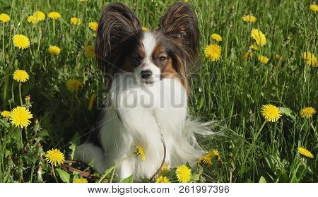 Beautiful Dog Papillon Sitting On Green Lawn With Dandelions