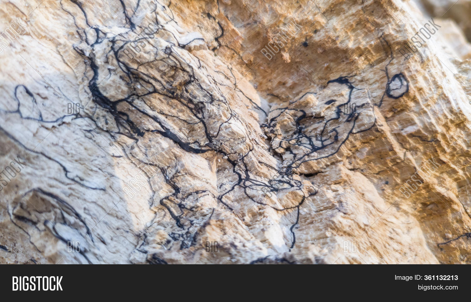 Texture Old Dry Rotten Image & Photo (Free Trial) | Bigstock