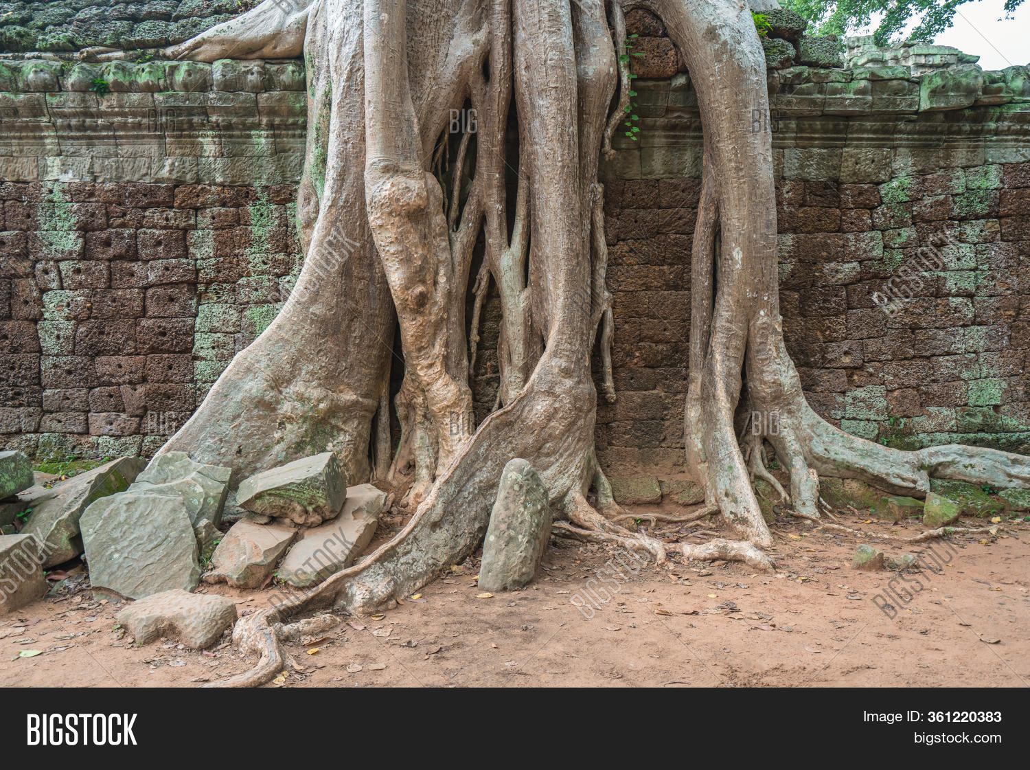 Tree Roots Covering Column Tree Roots Cover Image & Photo (Free Trial) | Bigstock